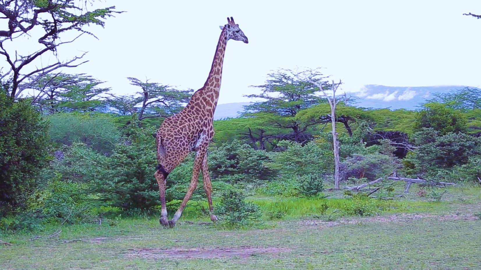 Tourism in Tanzania